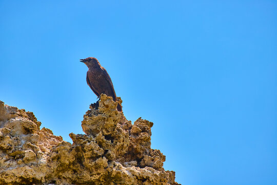 Bird Perched on Tufa Formation Against Clear Blue Sky at Mono Lake California - Powered by Adobe
