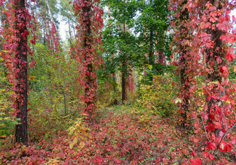 Colorful vines and trees in autumn foliage