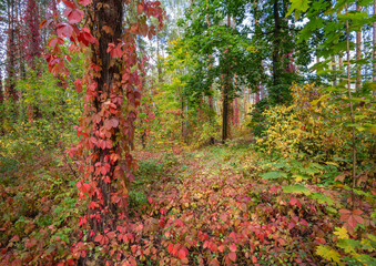 Autumn vines and colorful foliage in a sunny forest