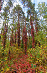 Tall trees entwined with red vines in an autumn forest