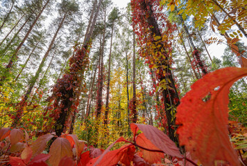 Red vines on tall pine trees in a sunny autumn forest