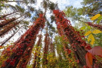 Autumn forest with wild grape vines climbing tree trunks