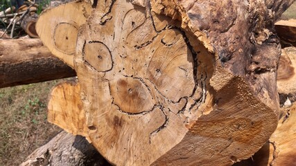 Tree cross section showing swirling growth rings and dark natural cracks forming unique organic artwork.
