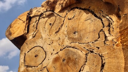 Detailed view of tree slice with artistic ring patterns resembling abstract art in warm yellow brown tones.