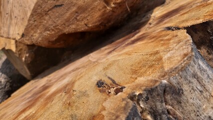 Macro shot of tree bark and cut surface highlighting cracked patterns and rich brown fibers of aged hardwood.