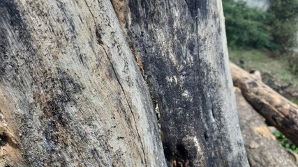 Weathered tree trunk cross section with grayish streaks and aged organic surface patterns.
