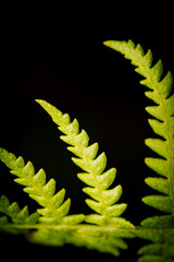 fern leaf on black background
