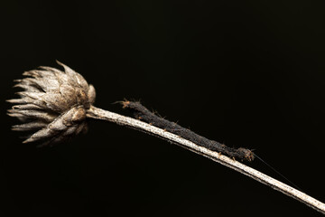 Close-Up of Caterpillar on Dried Flower Bud