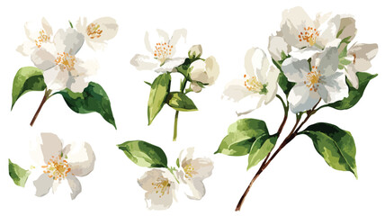 Elegant Watercolor White Jasmine Collection Illustration