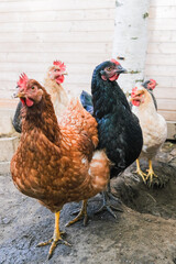 Little girl in chicken coop looking at chickens © Serg