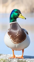 Close-up of a mallard duck (1)