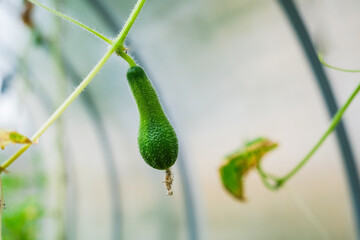 Young vegetables on branches in a greenhouse