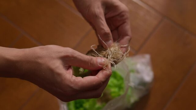 Hands holding root ball of harvested hydroponic lettuce, separating from net pot after growing fresh vegetables at home, preparing for disposal or reuse. Concept of healthy sustainable cultivation.