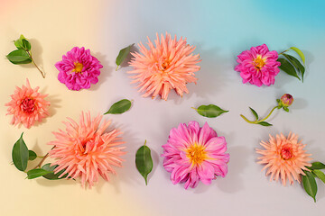 Sunny greeting card with beautiful dahlia flowers, abstract floral arrangement and autumn still life with seasonal flowers, background and banner for the screen, minimalist holiday concept