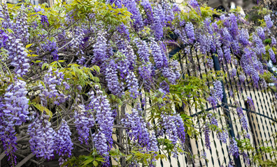 Planta trepadora con flores de color lila, conocida comúnmente como glicina o wisteria. 