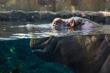 Fototapeta premium a hippopotamus in the water at the zoo