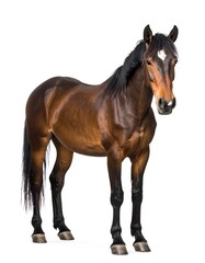 Obraz premium Brown horse standing against white background