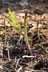 an asparagus shoot in the spring