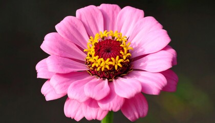 Obraz premium Close-up of a pink zinnia flower