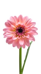 Close-up of a single pink flower