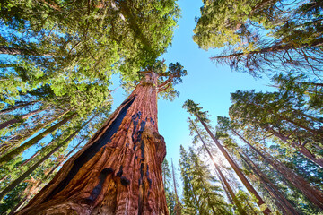 Giant Sequoia Tree Canopy Sunlight and Blue Sky in Sequoia National Park
