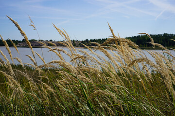 grasses at Schlabendorfer See in Wanninchen (Niederlausitz, Germany)