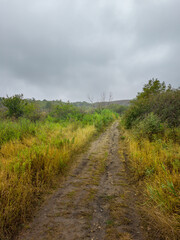 Dirt road in a field with trees in the background