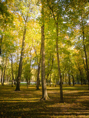 Forest with trees in the foreground and background