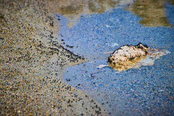 Alkali Flies Gather Along Wet Shoreline with Mineral Rock and Sand Texture