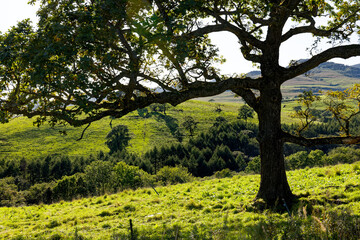 大きな木と牧草地