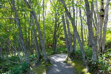 新緑に包まれた遊歩道