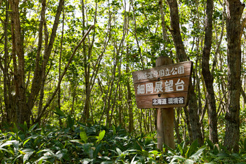 新緑に包まれた遊歩道