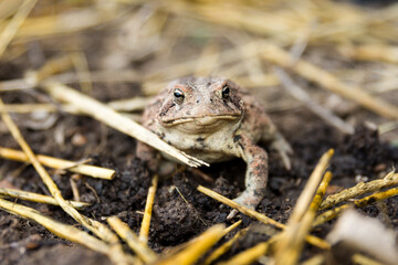 a frog in the garden with mulch