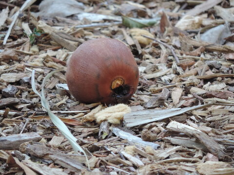 O coco baba&ccedil;u serve para a fabrica&ccedil;&atilde;o de produtos aliment&iacute;cios, cosm&eacute;ticos e farmac&ecirc;uticos, al&eacute;m de gerar renda para comunidades locais. O fruto &eacute; uma fonte rica de &oacute;leo e prote&iacute;nas e minerais.