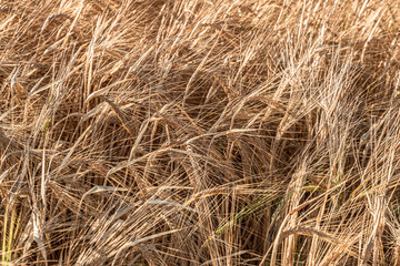 yellow barley close-up, with large ripe ears and grains, and long fringes, on a sunny frosty day with detailed ear structure.