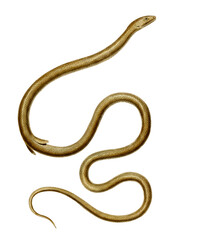 Obraz premium Aesculapian snake Zamenis longissimus accurate scientific plate uniform bronze dorsum yellowish belly transparent PNG