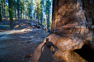 Giant Sequoia Tree Trunk With Human Shadow Along Congress Trail Forest Path