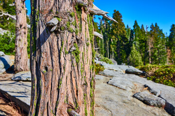 Tree Bark Texture with Moss and Granite Rocks in Sunlit Forest Landscape