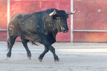 Bull running in an arena during a traditional festival event in the late afternoon sun
