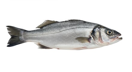 Fototapeta premium A whole fresh sea bass, displayed against a plain white background, showcasing its detailed scales and streamlined form.
