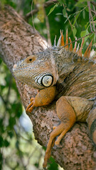 iguana naranja 