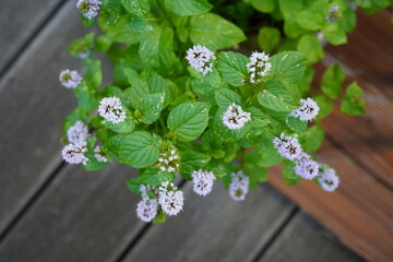 close-up natural image of potted mint (mentha piperita citrata) in bloom © Olivia Neuhaus