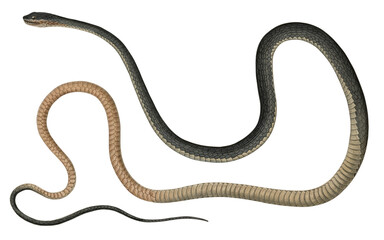 Obraz premium Eastern coachwhip snake (Masticophis flagellum flagellum) accurate scientific plate dark front fading to tan transparent PNG