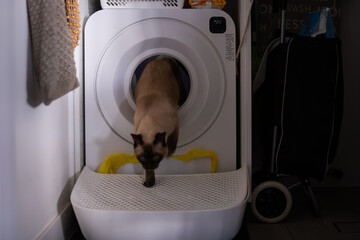 a cat emerging from an automatic litter machine
