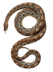 Fototapeta premium Rainbow boa (Epicrates cenchria) accurate scientific illustration transparent PNG