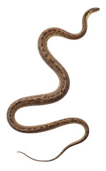 Obraz premium This image is an accurate scientific reproduction of a Dice Snake (Natrix tessellata). PNG with a transparent background
