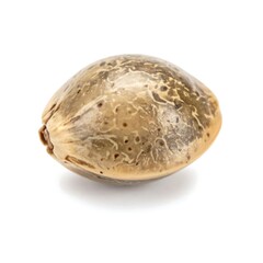 Close-up of a single hemp seed, oval-shaped, light tan/brown with mottled dark-gray/brown patterns.  Its textured surface is visible, sitting on a plain white background