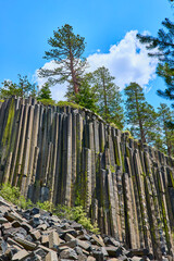 Fototapeta premium Basalt Columns and Pine Trees at Devils Postpile California Under Sunny Blue Sky