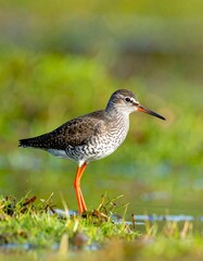 Close-up of wading bird