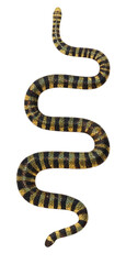 This is an accurate scientific illustration of a many-banded krait (Bungarus multicinctus). The image is a PNG file with a transparent background.